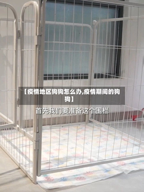 【疫情地区狗狗怎么办,疫情期间的狗狗】