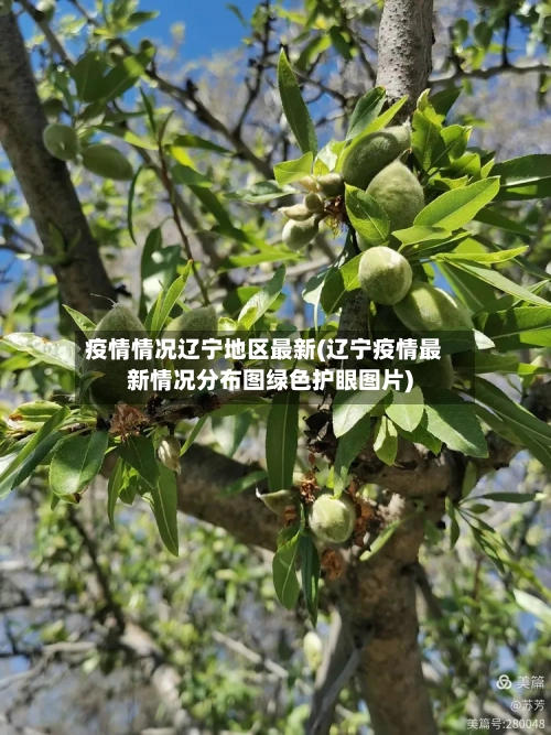 疫情情况辽宁地区最新(辽宁疫情最新情况分布图绿色护眼图片)